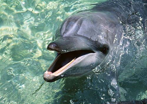 动物园里的海豚图片下载
