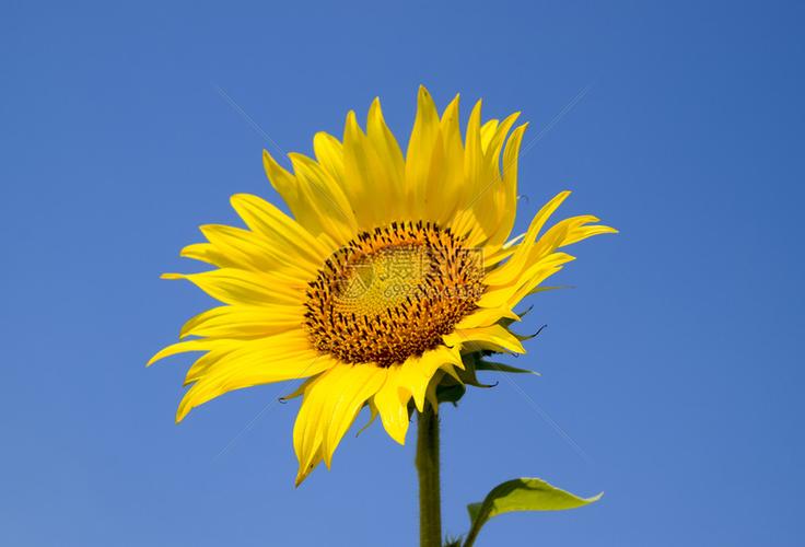 向着蓝天和太阳的开花向日葵高清图片下载