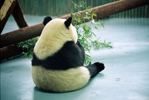 熊猫萌宠背影