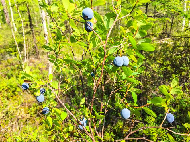 手机摄影野生蓝莓