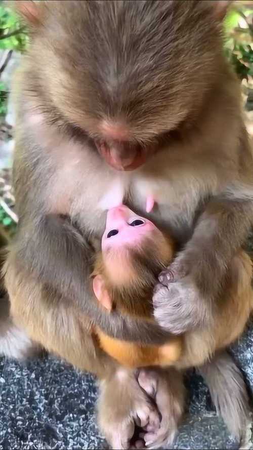 这只猴子护崽的样子和人类妈妈真像啊