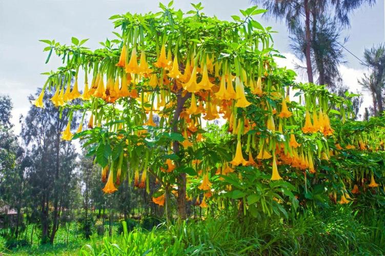 曼陀罗花吗很美但是也很毒养护与种植