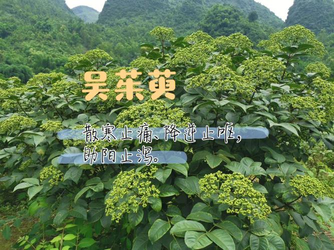 芸香科植物吴茱萸的近成熟果实.97性味归经性热味辛苦.