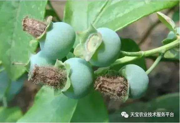蓝莓主要病虫害及防治措施灰霉病