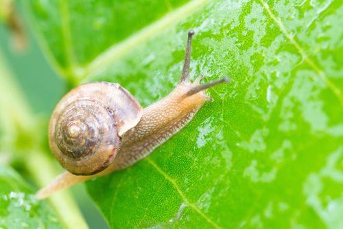 昆虫蜗牛动物爬行的蜗牛图片