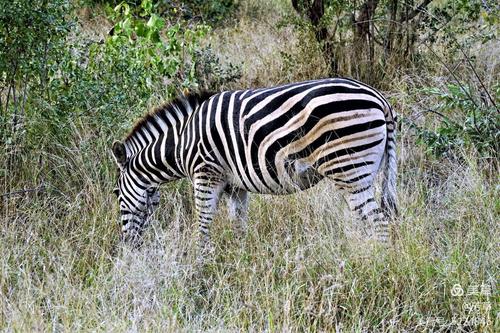 斑马是一类常见于非洲的马科动物因身上有起保护作用的斑纹而得名