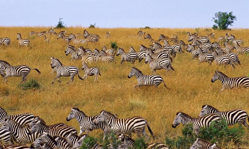 每年七八月是东非大草原上动物迁徙的高峰期几乎每天都有成千上万的