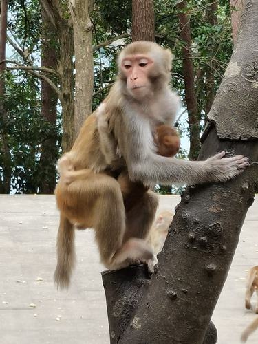 桂花岛又称猴岛岛上的猴子十分可爱.