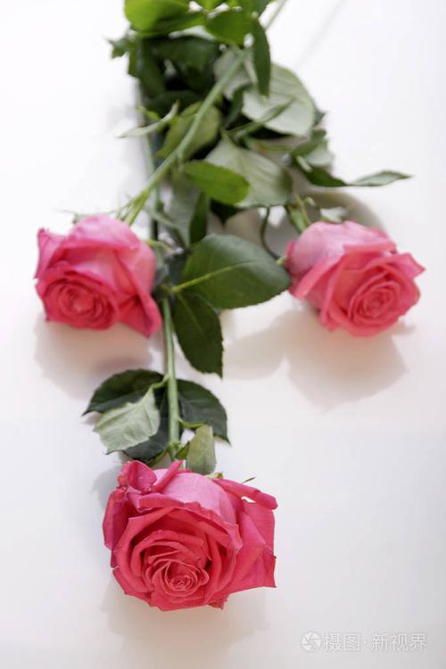白色背景上分离的三朵嫩红玫瑰特写