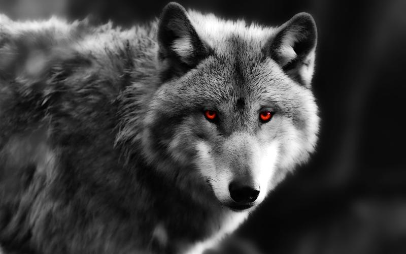 狼特写红红的眼睛捕食者