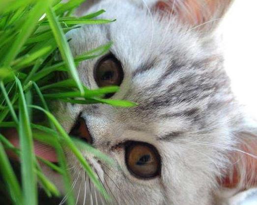 猫咪吃草很正常但是啃盆栽的坏习惯可不能惯着喂投猫草要留心