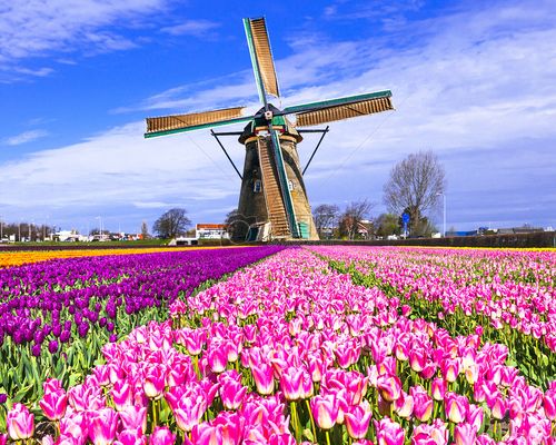 为什么荷兰被称为风车之国