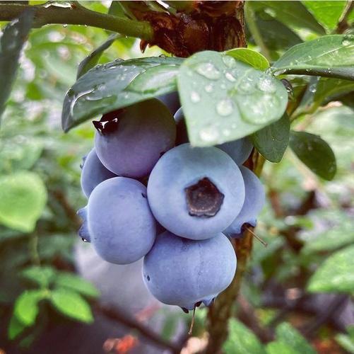 关于蓝莓用肥家庭种植建议多用有机肥发酵的羊粪和牛粪都是很好的有
