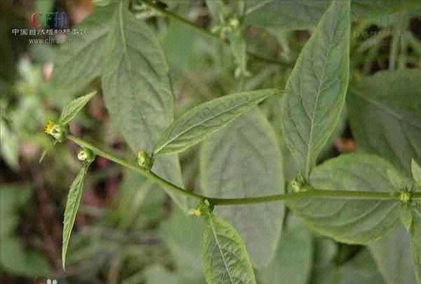 清热化痰解毒天名精是一味中草药属菊科植物以根茎和叶入药生长