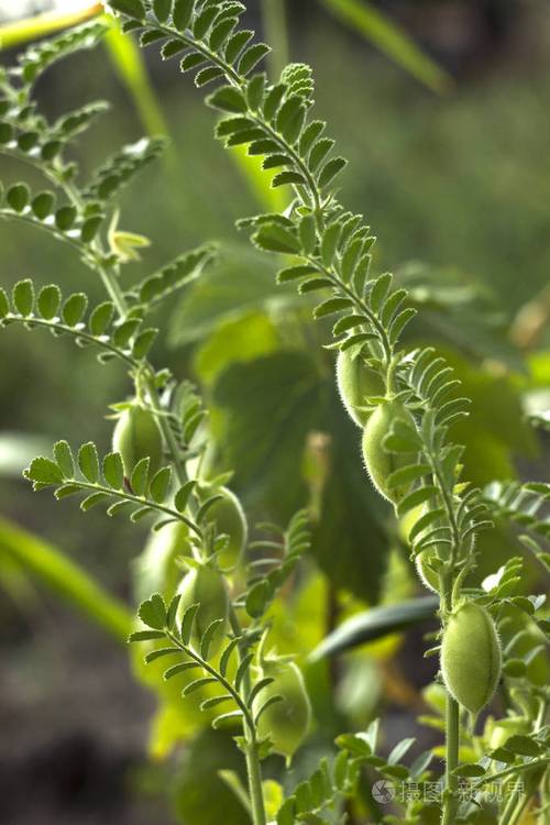 鹰嘴豆的绿色豆荚生长在植物上近距离生长田野植物