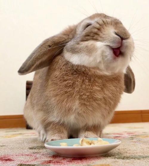 吃香蕉吃得超开心的兔兔看完都心情好好.