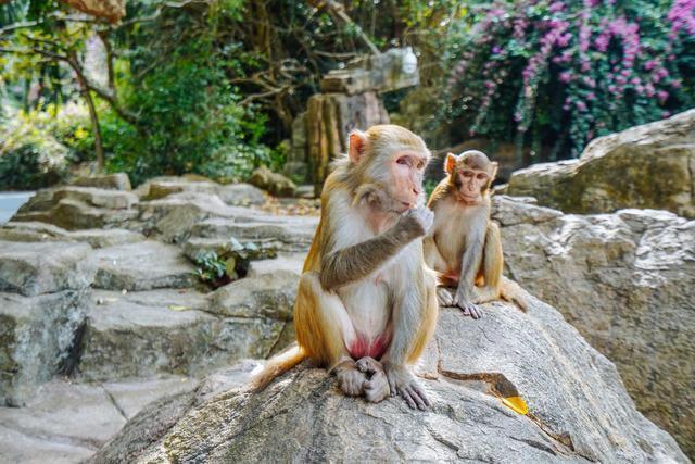 陵水猴岛人少景美的去处还可以跟猴子互动