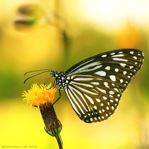 关键词花朵上的蝴蝶图片素材