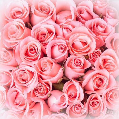 粉红色玫瑰花花束背景