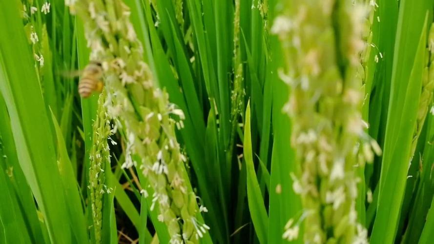 水稻花是不是优质的米粉源植物蜜蜂不同时间段的采集情况有答案