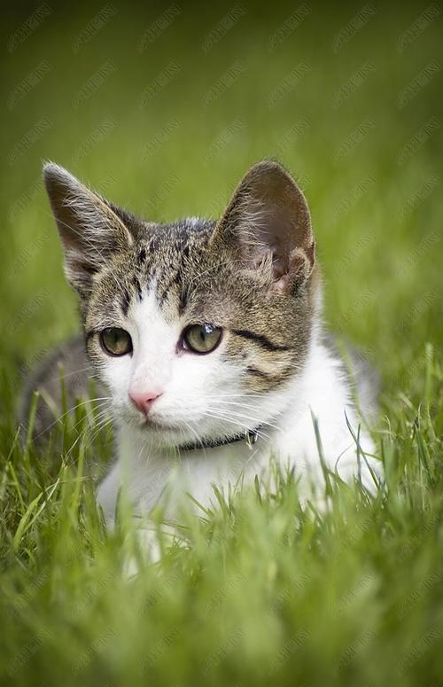原创可爱的猫在草地上版权可商用