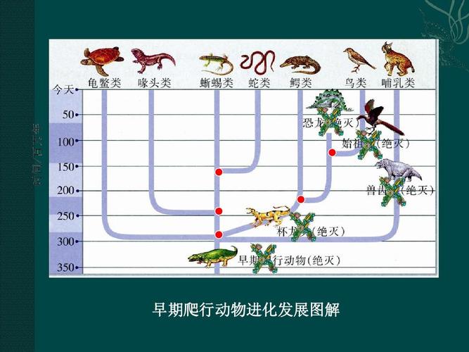 早期爬行动物进化发展图解