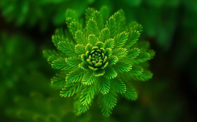 蕨类植物绿色养眼纯天然蕨类植物摄影图片77