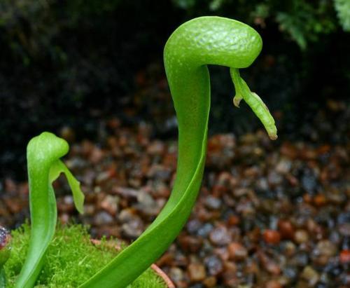眼镜蛇草是非常知名的食虫植物品种因酷似眼镜蛇而得名是许多玩家