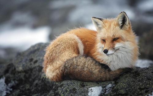 摄影可爱动物狐狸精美高清图片分享