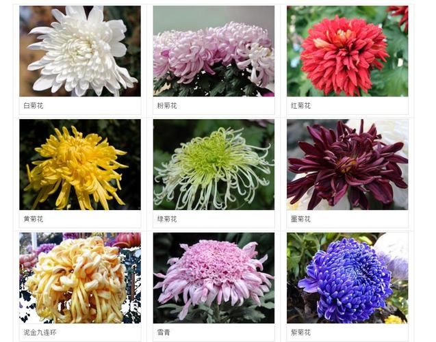 常见的菊花种类有哪些