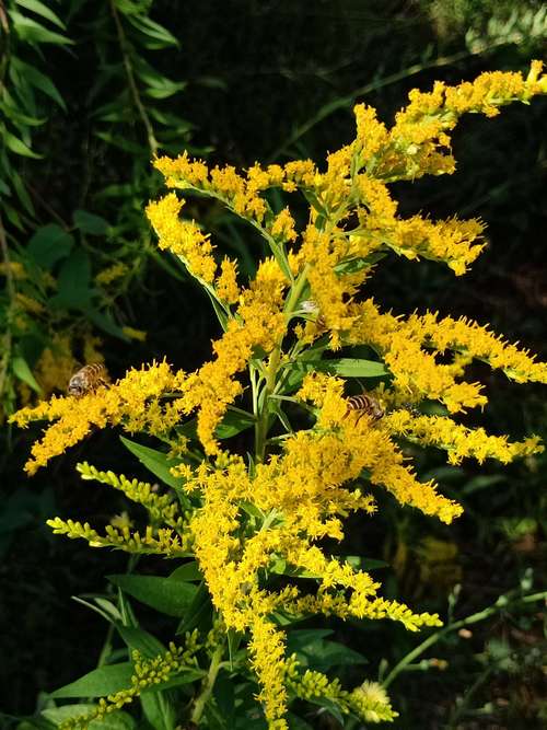 北美植物加拿大一枝黄花