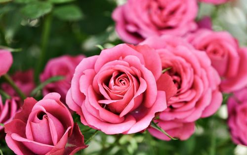 粉红色的玫瑰背景虚化鲜花