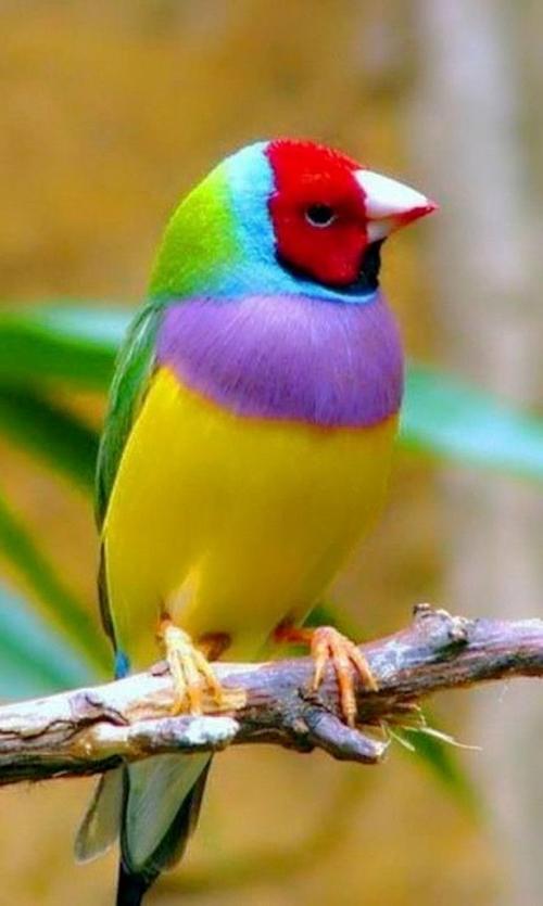 动物世界好漂亮的鸟儿们