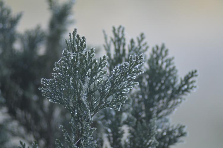 冬天冰挂植物图片1280x960分辨率查看