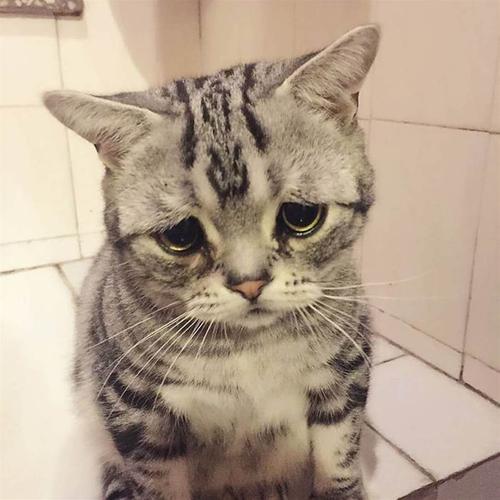 全世界最悲伤小猫一脸委屈巴巴好像全世界都欠它小鱼干萌到犯规