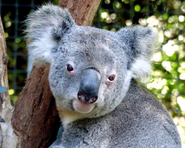 澳大利亚珍贵原始树栖动物考拉图片