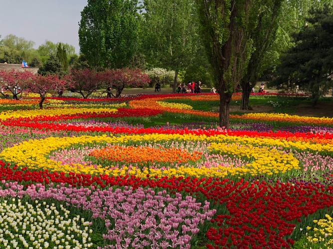 这两幅照片是2018年的花卉图案植物园郁金香展每年布图都不一样的花