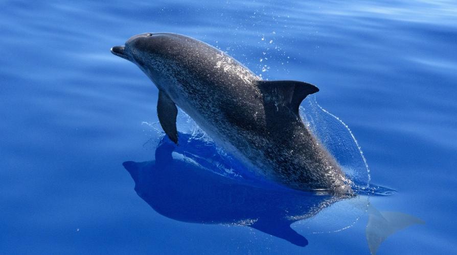高清海豚图片