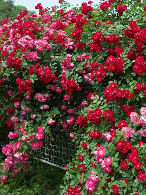 国家植物园的玫瑰花墙
