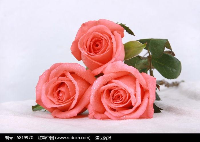 三朵玫瑰花