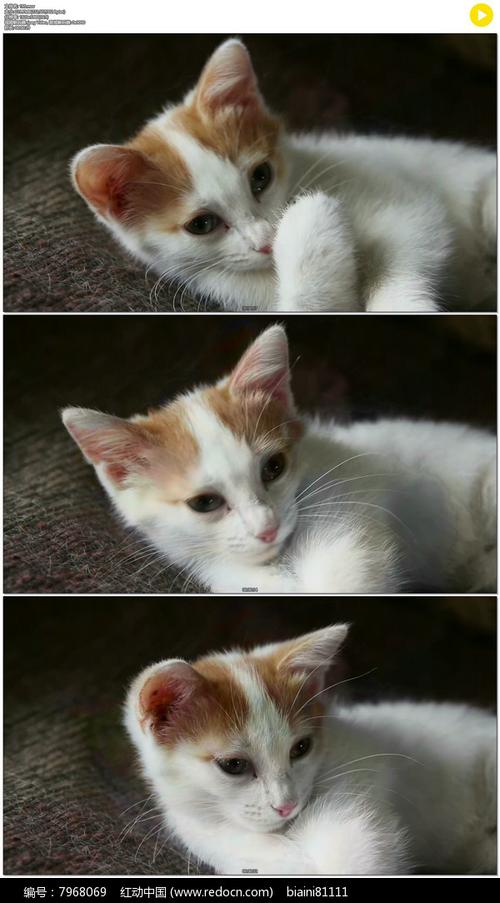 可爱小猫猫实拍视频素材