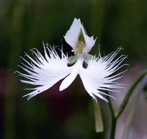 奇葩花卉之拟态系列白鹭花