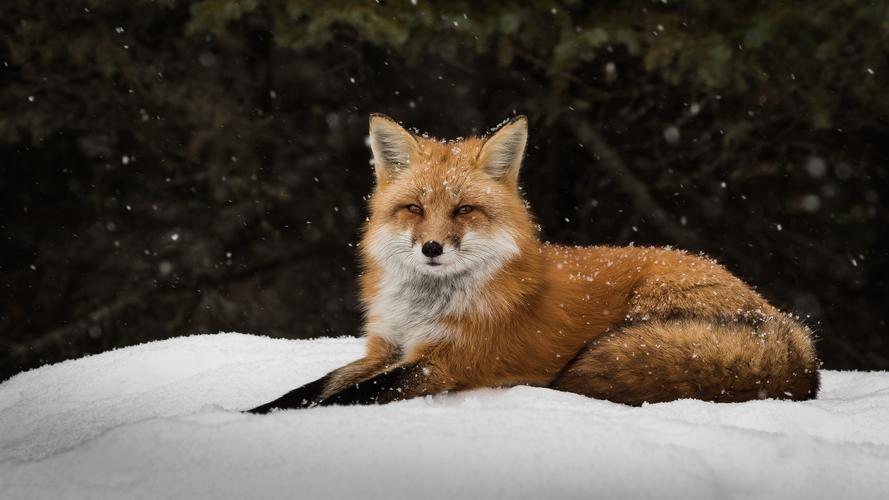 自然动物狐狸冬季雪foxwintersnowanimals壁纸图片