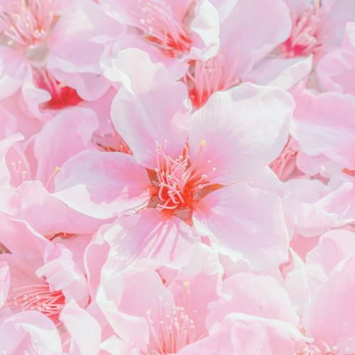 粉色小清新花朵唯美摄影美图56