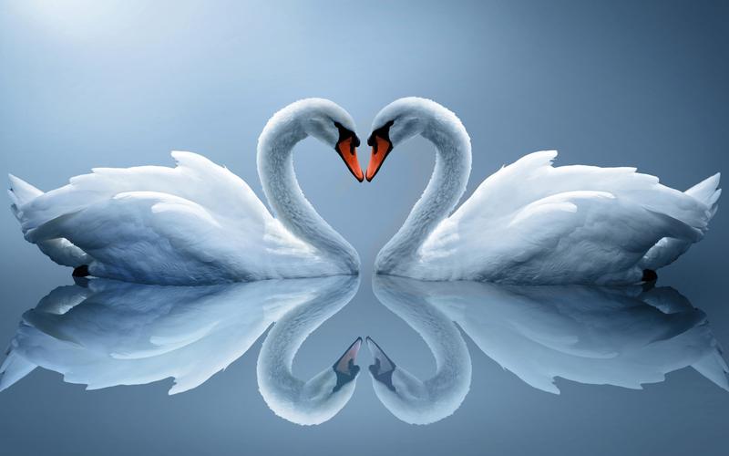 天鹅爱的心浪漫的天鹅爱情鸟爱情侣2560x1440分辨率下载天鹅爱