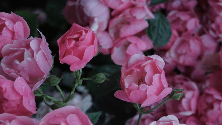 盛开的蔷薇花图片桌面壁纸蔷薇花壁纸高清精选三千图片网