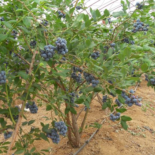 奥斯丁蓝莓苗种植基地