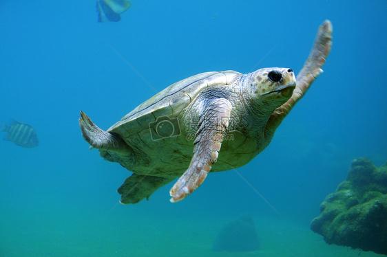 海里游着的海龟