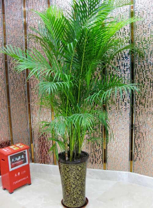 散尾葵凤尾竹室内客厅大型绿植盆栽椰子夏威夷花卉植物吸甲醛包邮