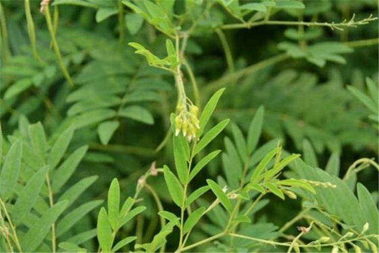 苦参也是一种中药材这种植物主要生长在山坡地带和平原的草地上.
